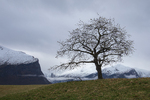 Lonely tree