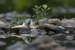 Speil, speil i vannet der