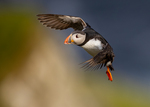 Puffin cleared to land