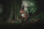 Skogbunnens skjønnhet