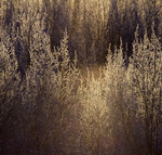 Frostmorgen