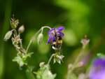 Bumblebee