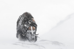 Moskusokse i snøstorm
