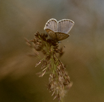 Sommerfugl
