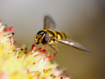 Flue i blomstereng