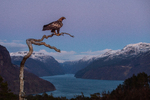 Kongeørn i vestlandfjord miljø