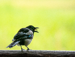 Common magpie with snack