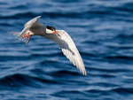 Common tern Feeding