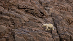 Polar bear on the rocks