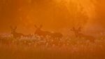 Elger ved solnedgang