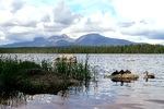 Villmark