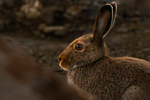 Hare i kveldslys 