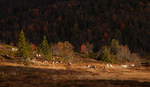Høst i villreinfjellet