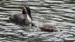 Mating
