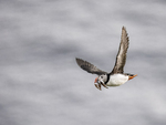 Atlantic puffin
