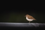 Strandsnipe