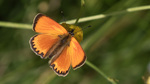 Orangegullvinge 