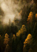 Høstskogen