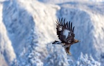 Mighty wings