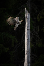 Inn for landing 