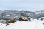 Hønsehauk på fjellet