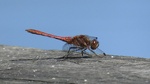 Sørhøstlibelle