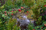 Allemannsretten 