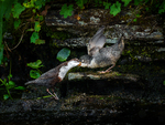 Barnemating