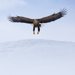 Inn for landing