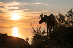 Elg i solnedgang