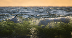 Surfær