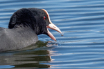 Common Coot Feeding