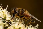 Gulfotdroneflue på blomst