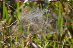 Insektsvev 