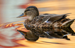 Lone Duck