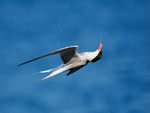 Common Tern Sneezing