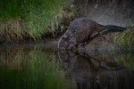 Bever