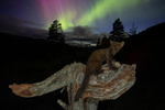 Mår i nordlys