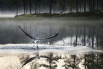 Oppstigning