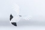 Flukt