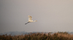 Egretthegre i farta 