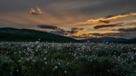 Sommernatt