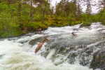 Hjorter i fossen