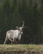 Rein i regn