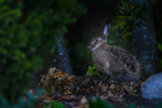 Hare i Skog