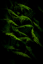 Naturens kunst