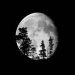 Silhouette in moonlight