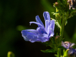 Sikori