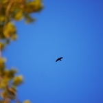Hugin eller Munin? .. 