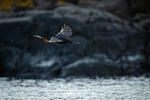 Take off I motlys.